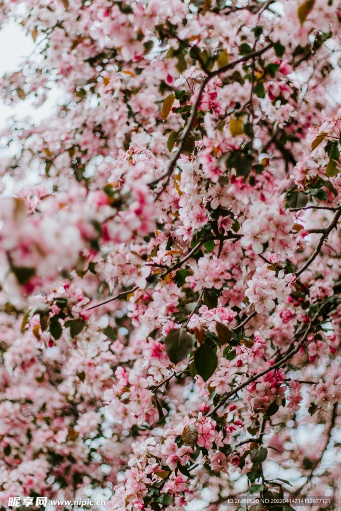 花