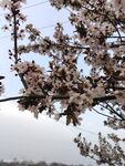 紫叶李