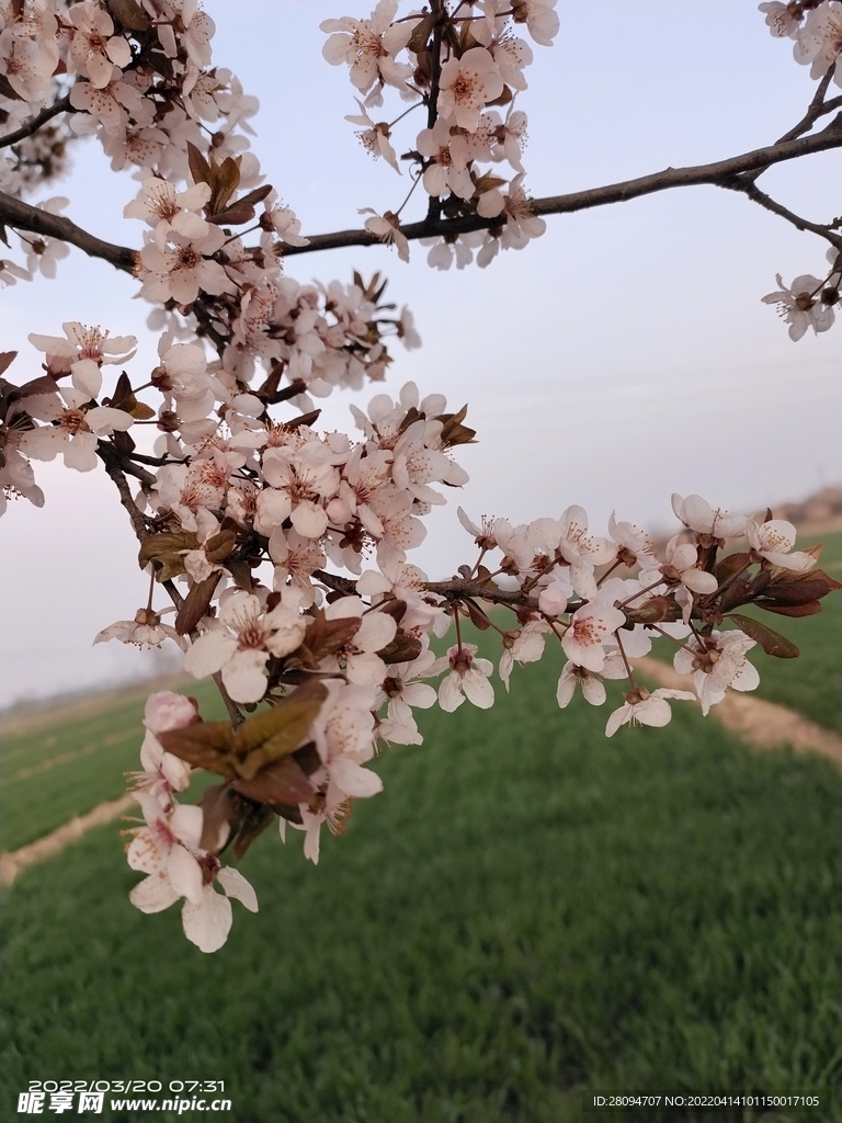 紫叶李