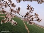 紫叶李