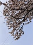 紫叶李