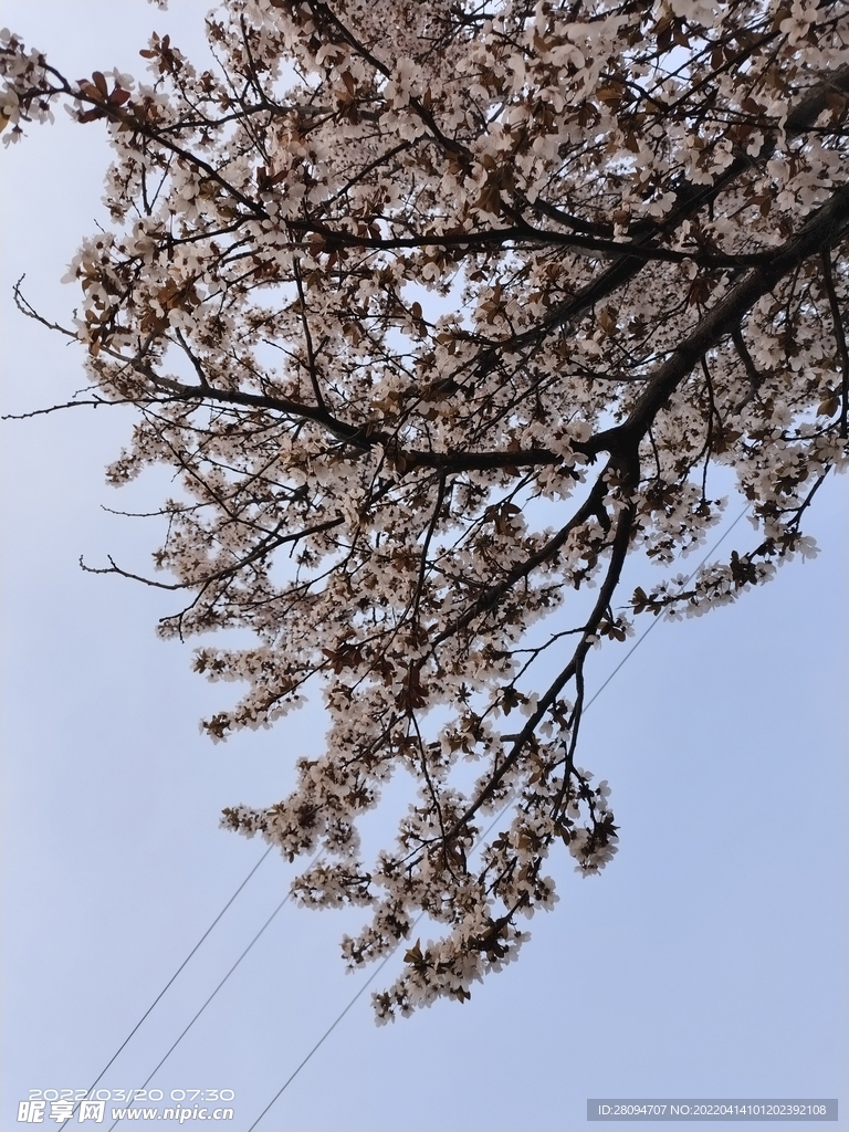 紫叶李