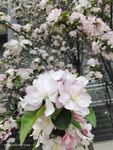 海棠花