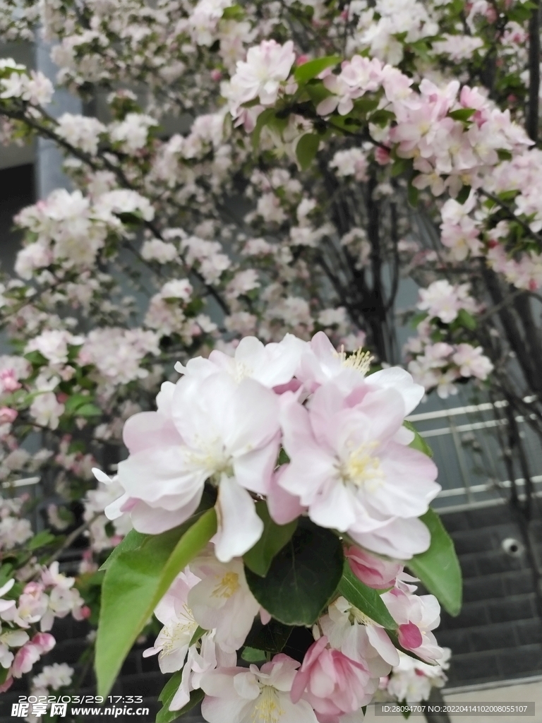 海棠花