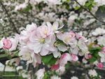 海棠花