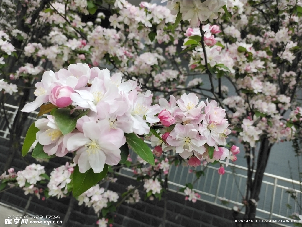 海棠花
