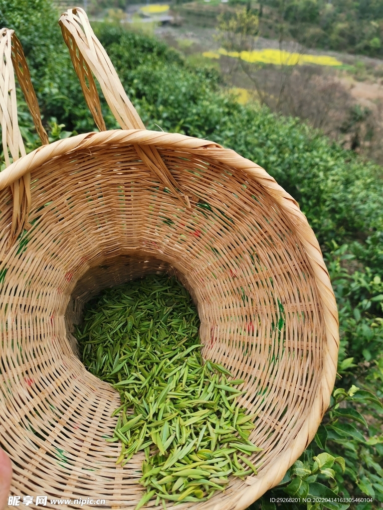 采茶 春茶 茶叶