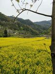 油菜花