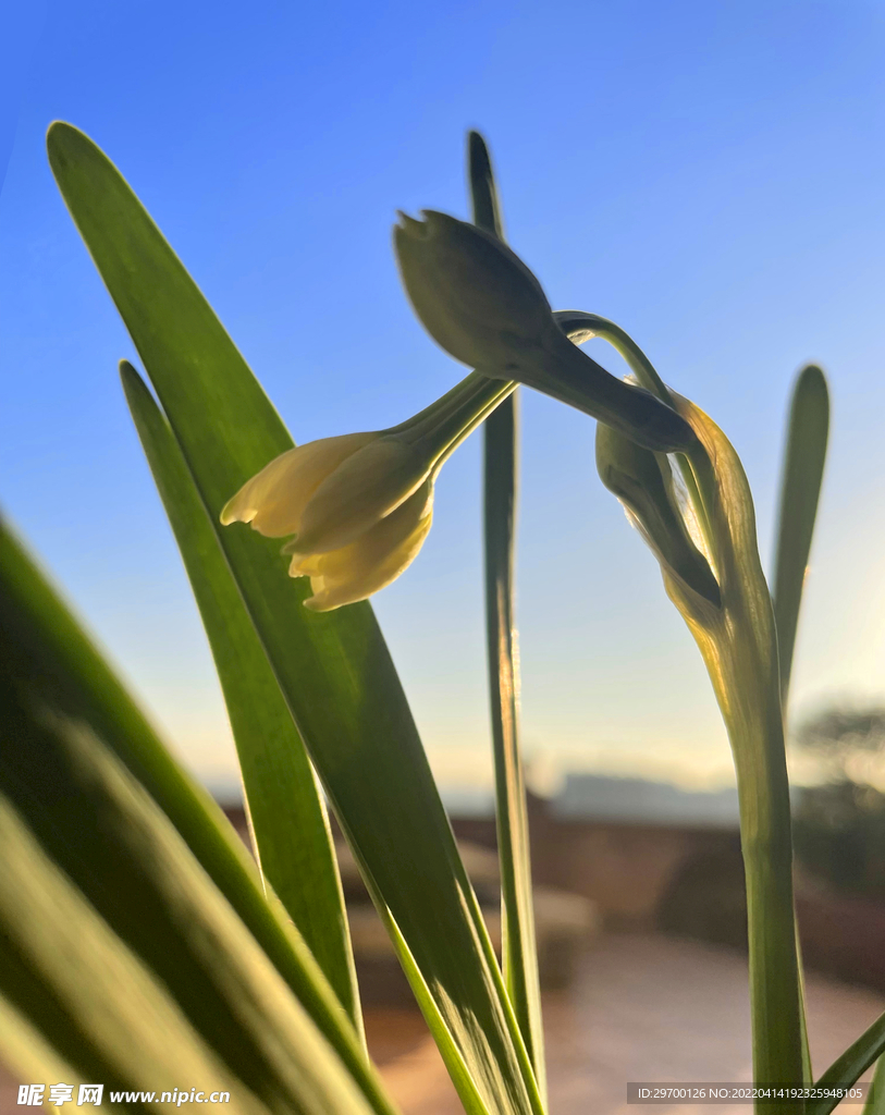 水仙花