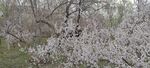 杏花图片