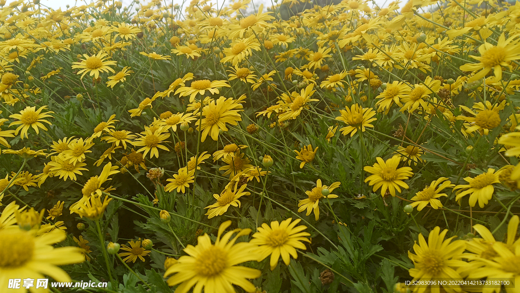 菊花