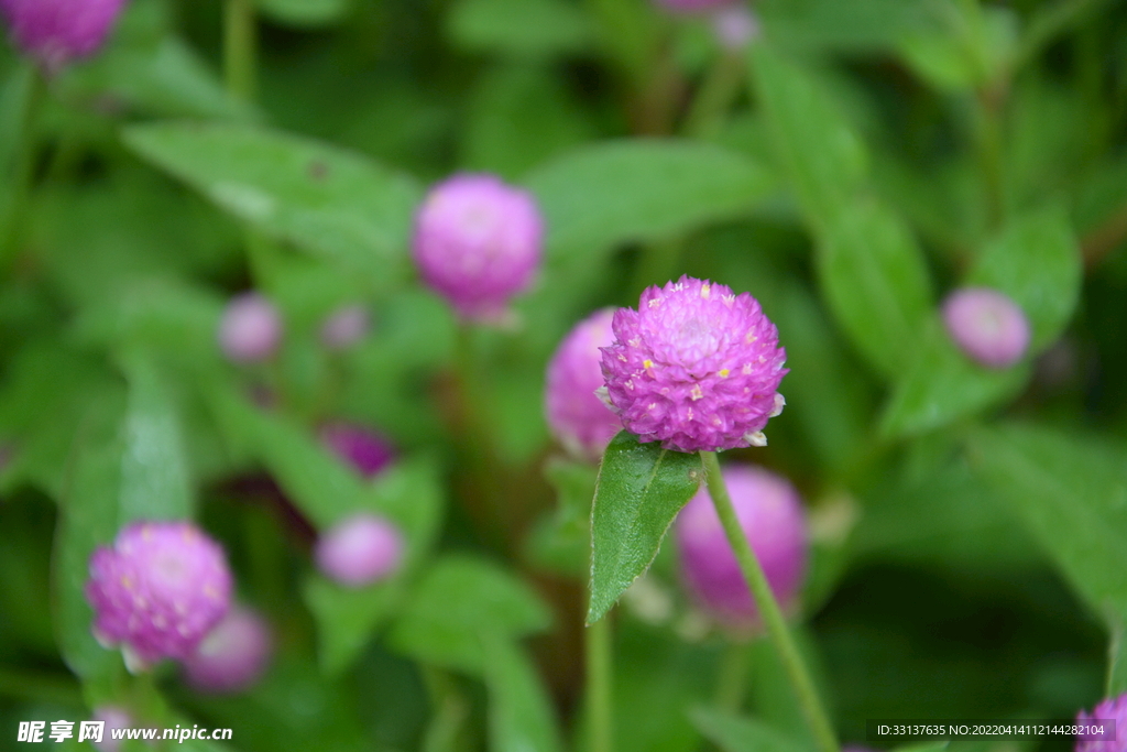 花 
