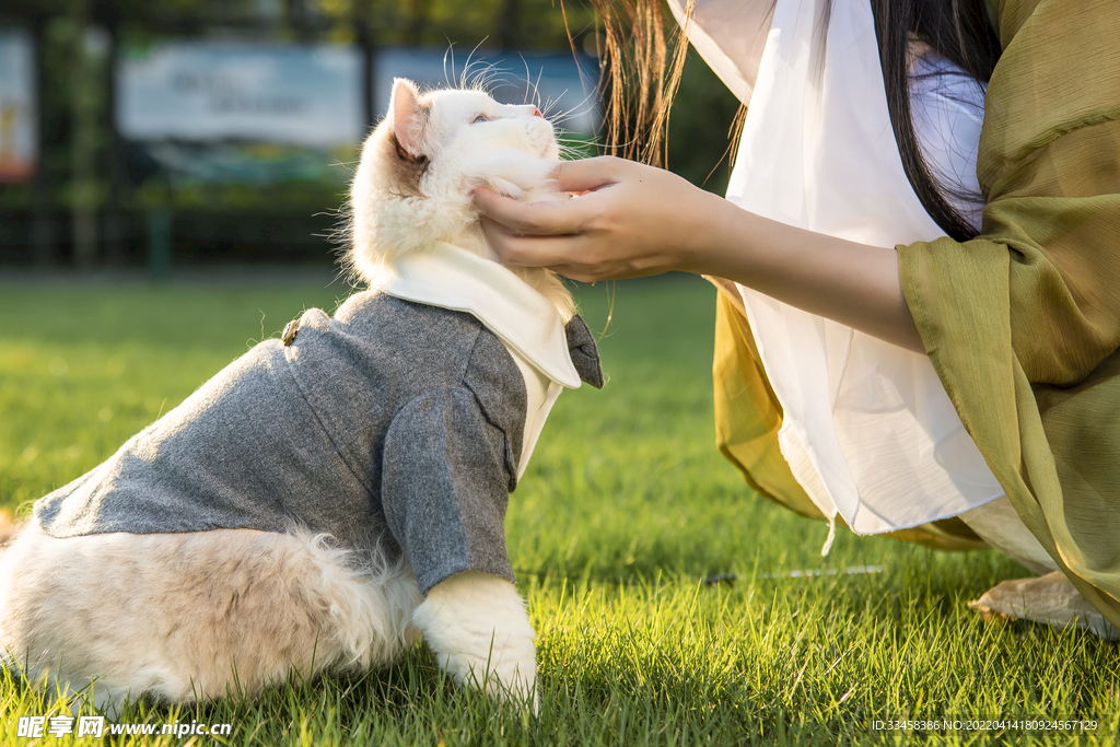 猫 