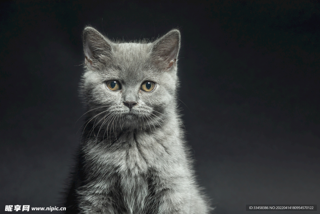 猫 