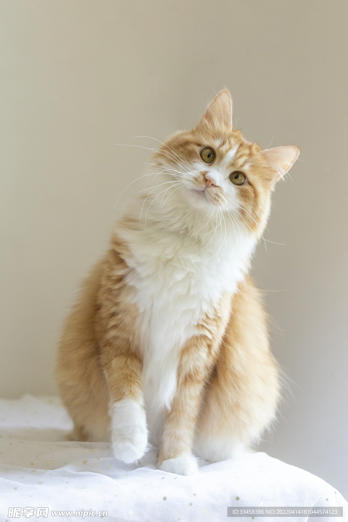 猫 