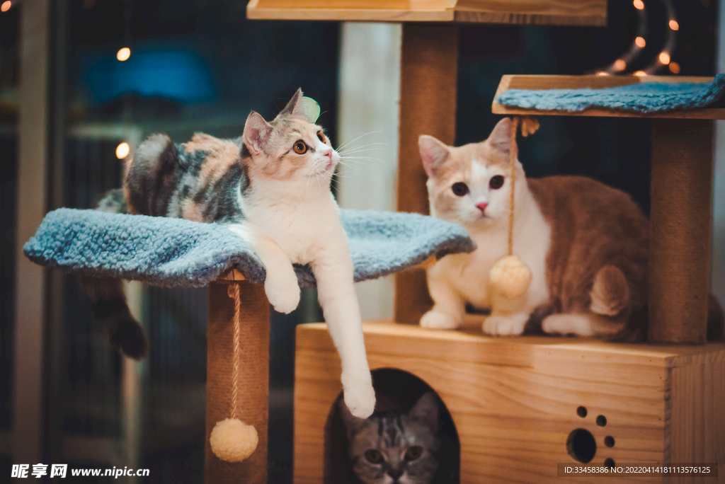 猫 