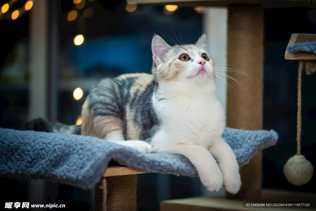 猫