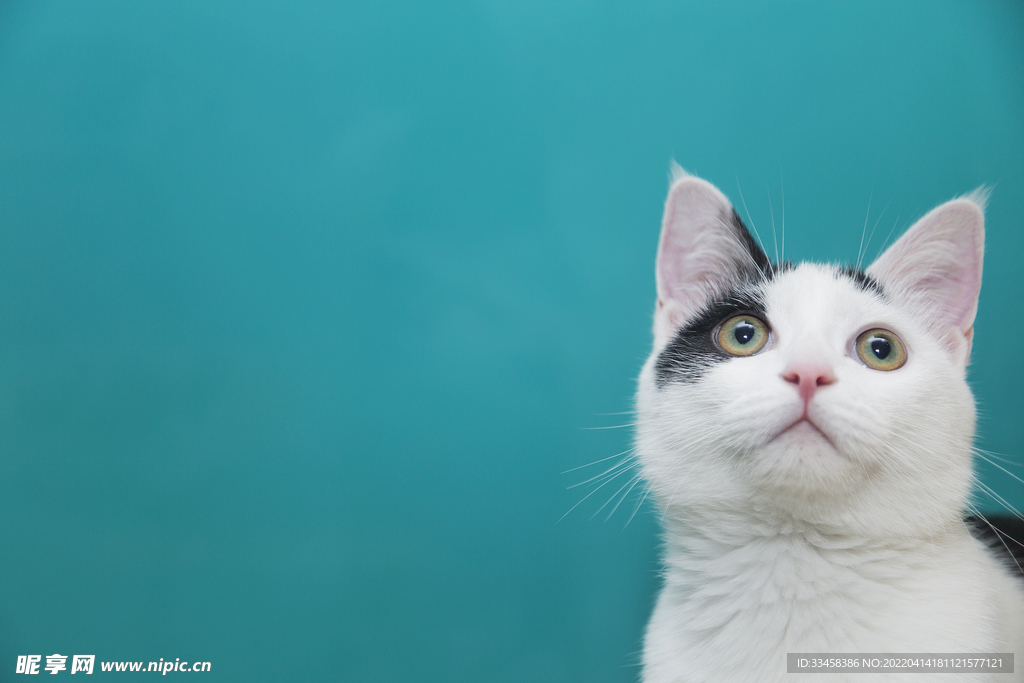 猫 