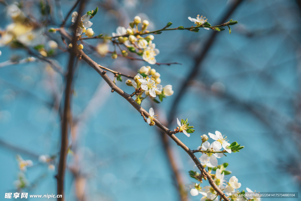 白桃花