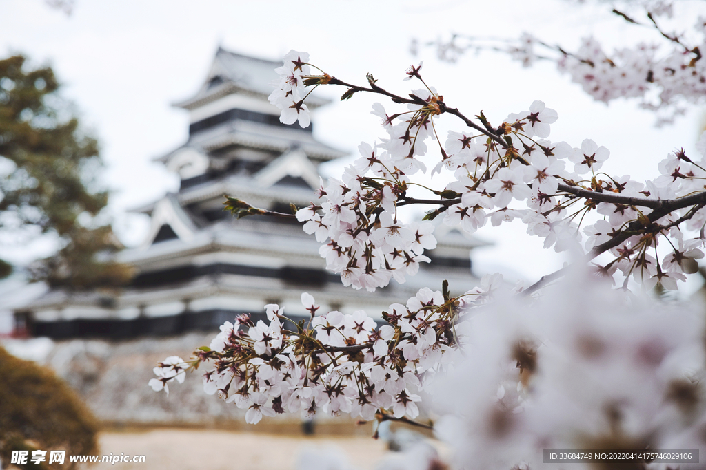 樱花美景