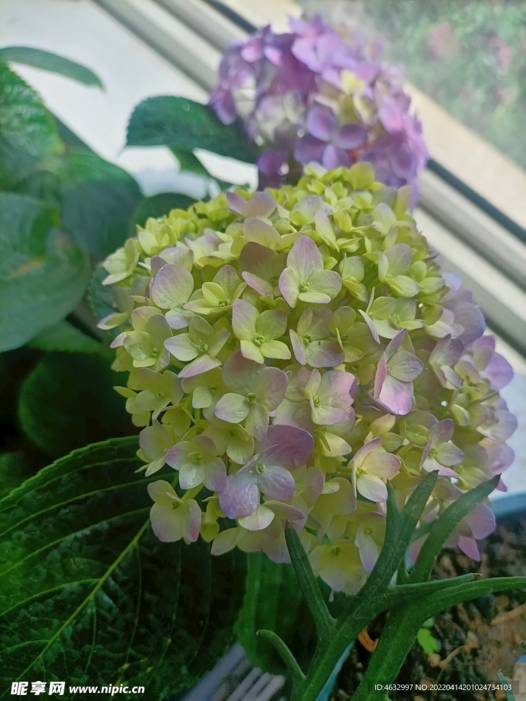 绣球