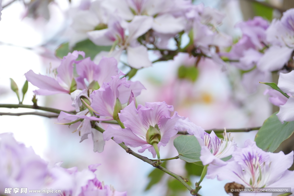 花