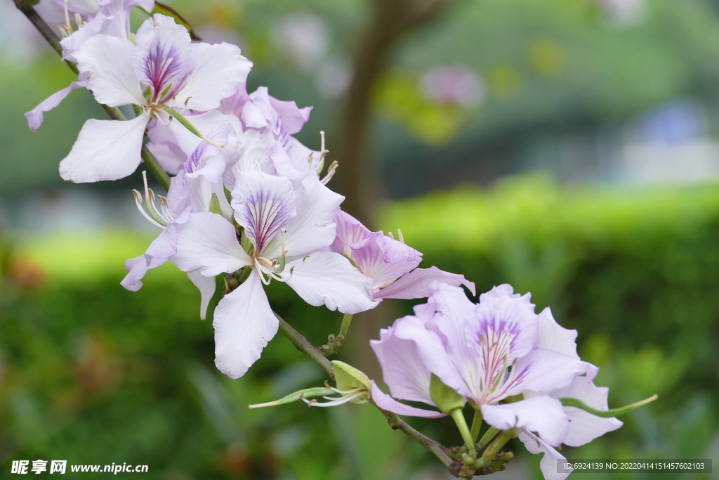 花