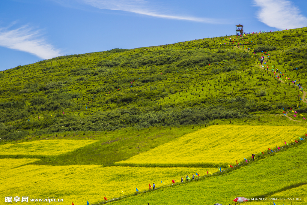 油菜花基地