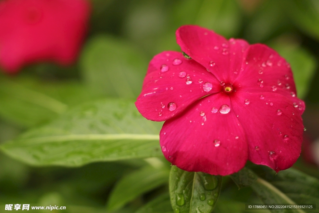 长春花