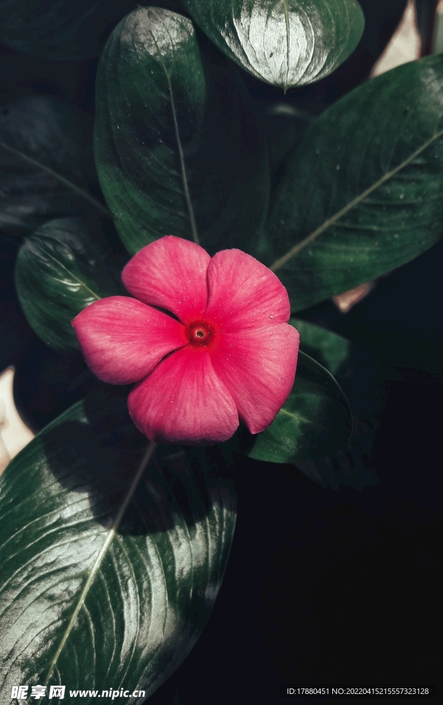 长春花