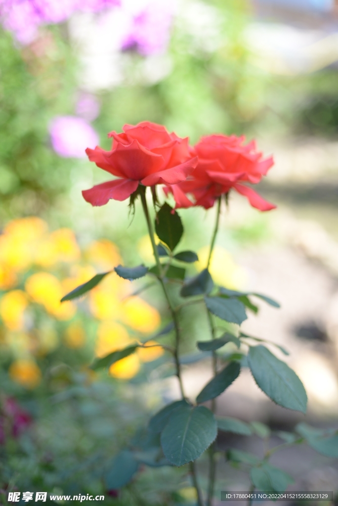 月季花
