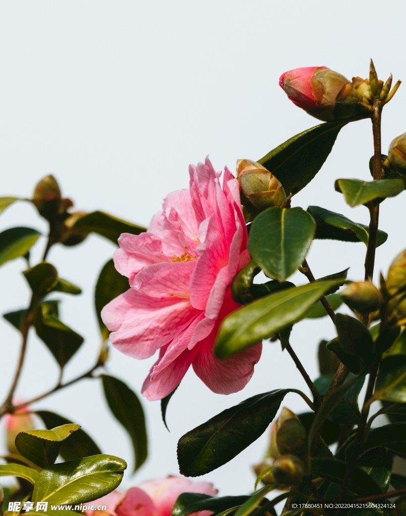 山茶