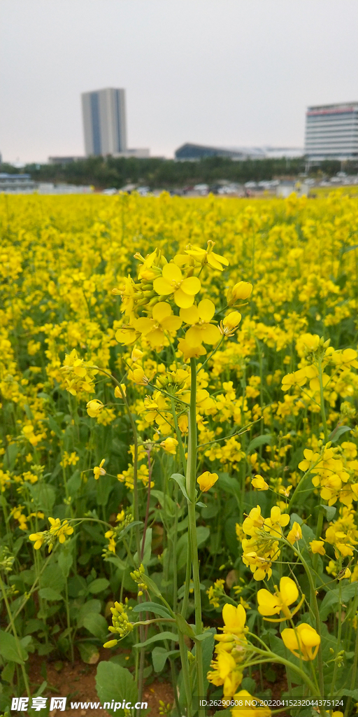 油菜花