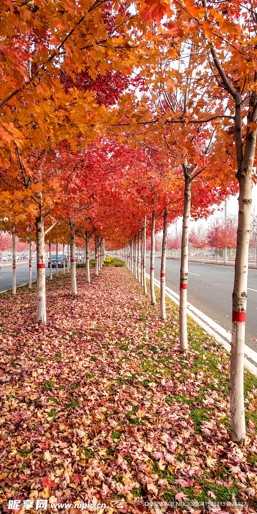 枫叶 红叶