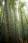 竹林