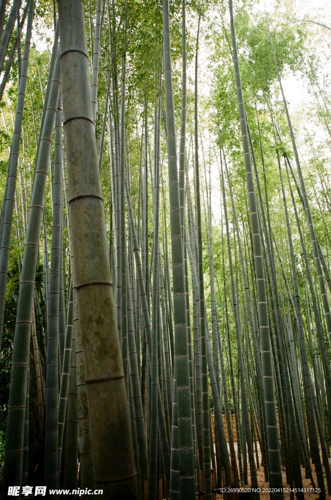 竹林