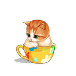 茶杯猫            