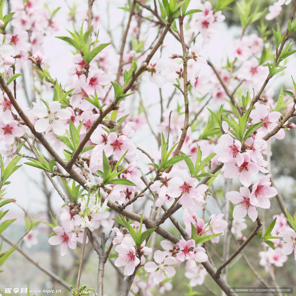 桃花