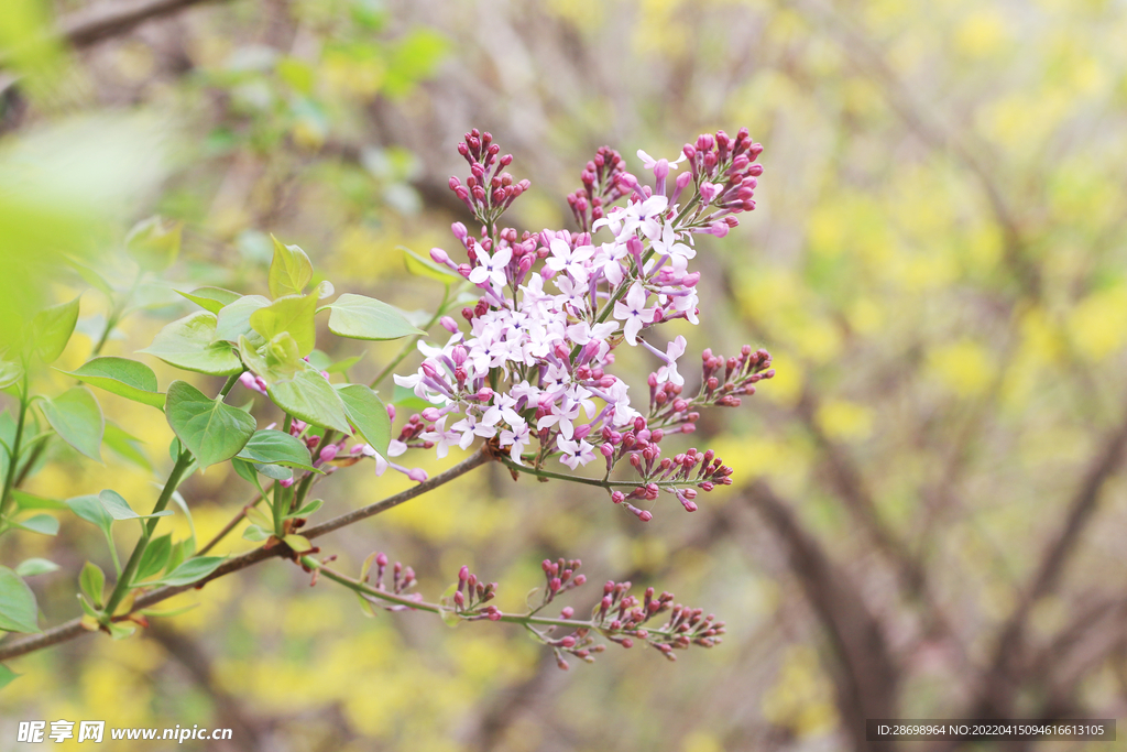 丁香花