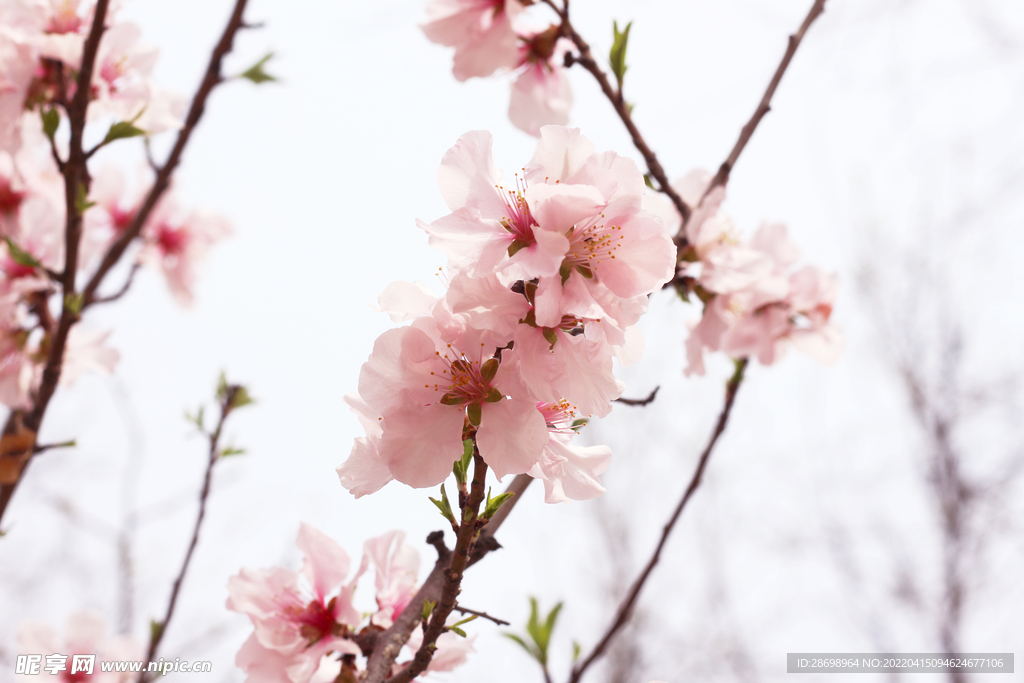 桃花