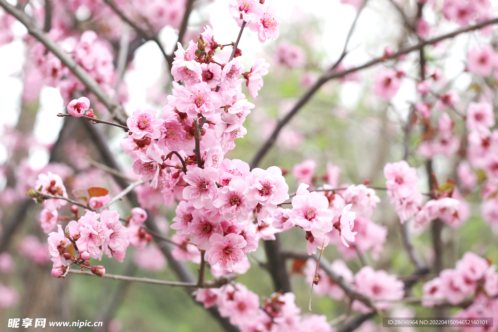 樱花