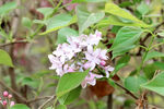 丁香花