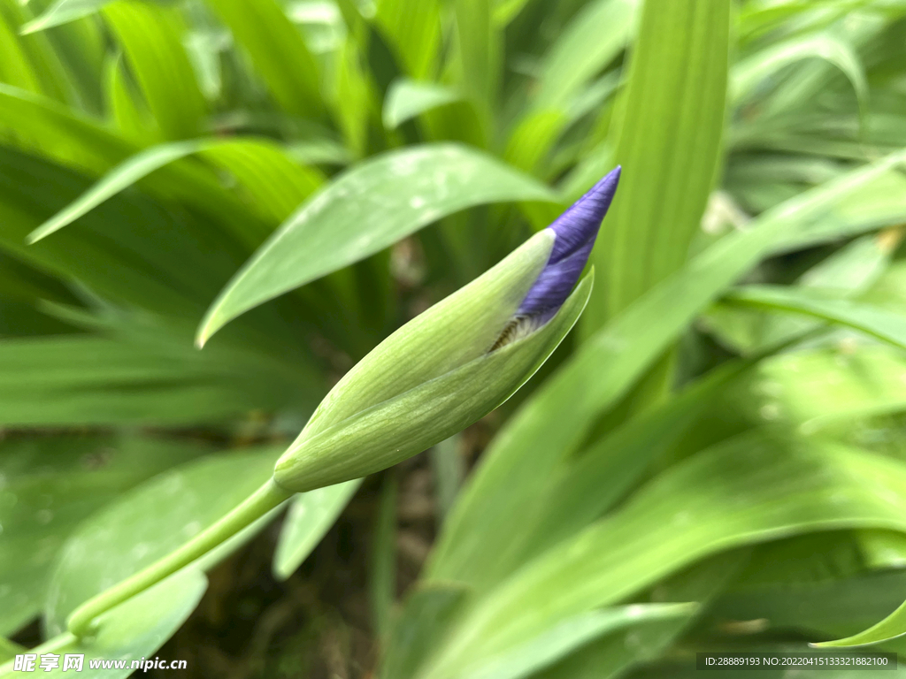 紫色花蕾