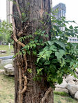 凌霄树