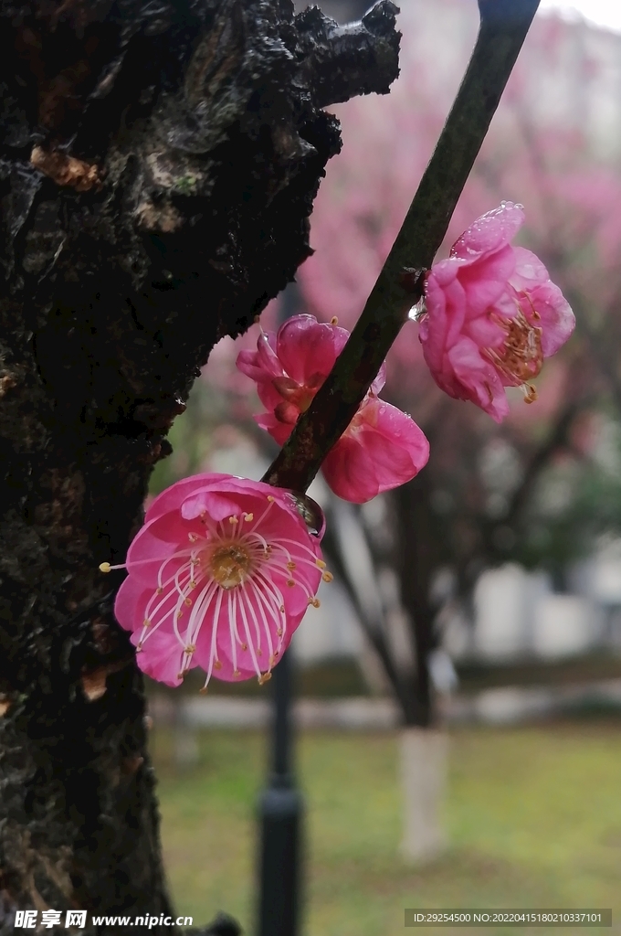 梅花