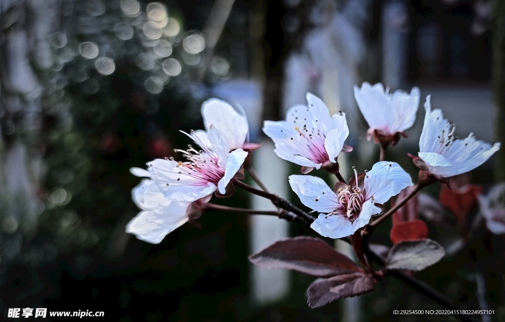 李花