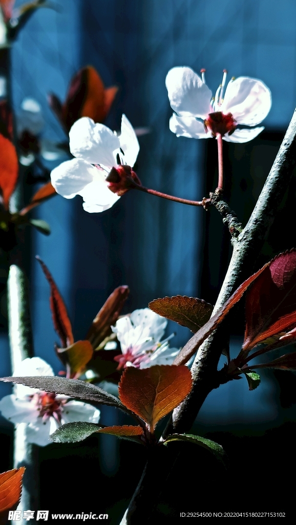 李花