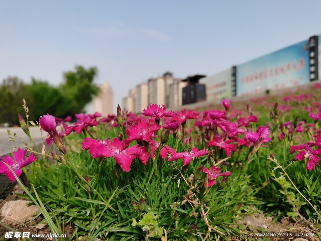  花  