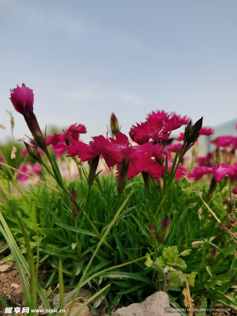   花  