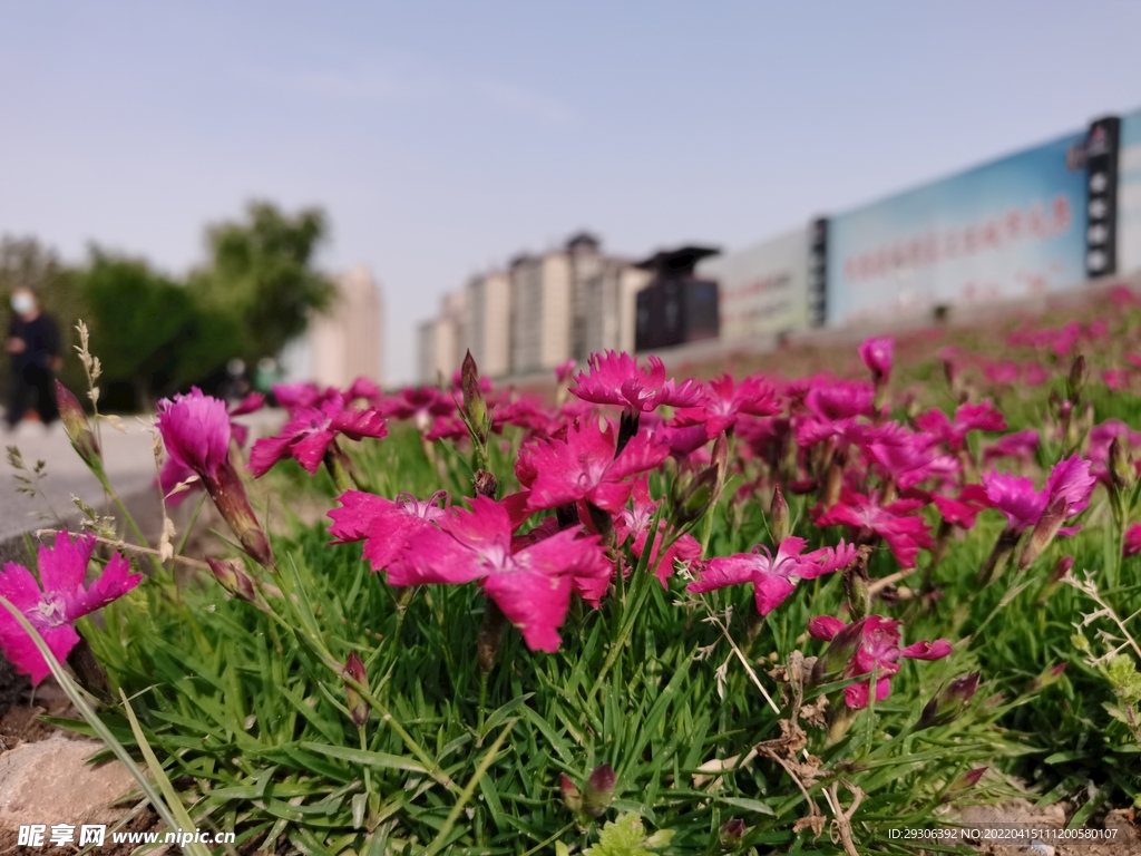 花